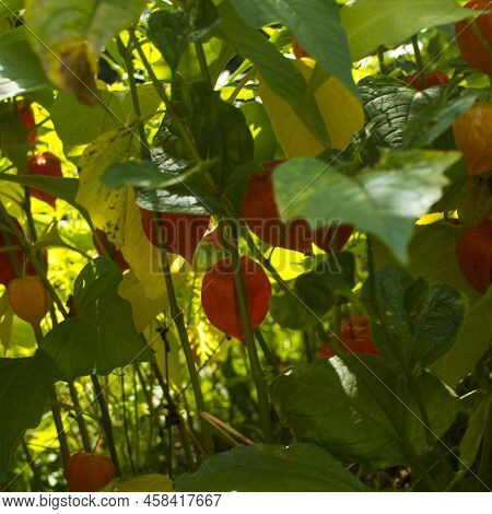 Physalis Alkekengi - Orange Lanterns Of Physalis Alkekengi Among Green Leaves. High Quality Photo
