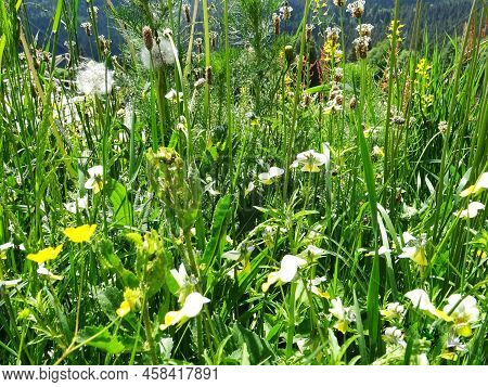 A Walk In The Mountainous Area, Aromatic Herbs