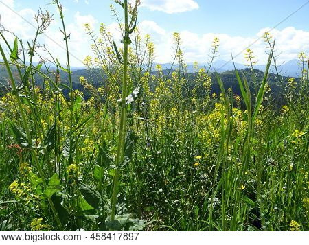 A Walk In The Mountainous Area, Aromatic Herbs