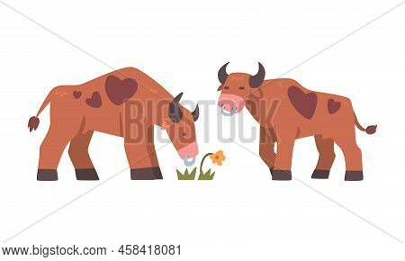 Brown Spotted Bulls Grazing In The Pasture, Ox Farm Animal Cartoon Vector Illustration