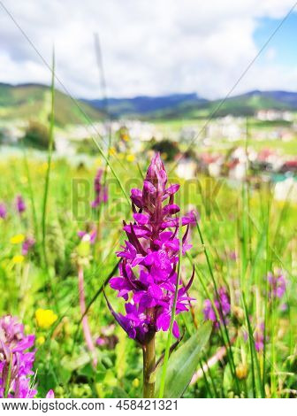 A Walk In The Mountainous Area, Aromatic Herbs