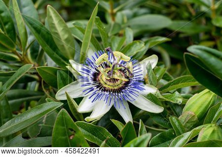 Passiflora Flower Or Passion Flower In The Garden Closeup. Selective Focus Shallow Dof