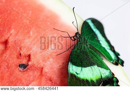 Bright And Juicy Butterfly On A Watermelon. Papilio Palinurus. Green Butterfly On A Red Watermelon