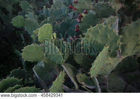 Thorn Cactus Plantation