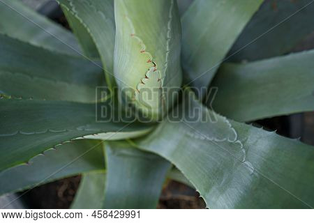 Greenish Blue Agave Plant Base Ingredient Of Tequila, A Popular Distilled Beverage. Agave, Bluish Gr