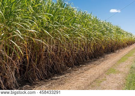 Sugarcane Crops Plantation Farm Field In Bundaberg, Australlia. Sugarcane Is A Raw Material To Produ