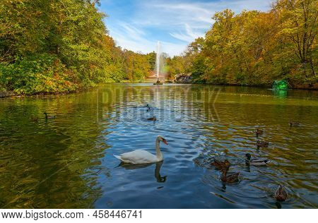 Autumn Landscape View With Swan And Ducks On The Lake, Fountain And Yellow Trees, Sofievka Park, Uma