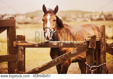 A Beautiful Bay Bareback Horse Stands In A Paddock With A Wooden Fence On A Farm On A Summer Day. Ag