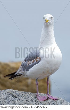 The Seagull Is Standing On A Stone. European Herring Gull, Larus Argentatus. Close-up Of A Seagull S