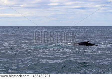 Close Up Of Humpback Whale Off Coast Of Iceland.