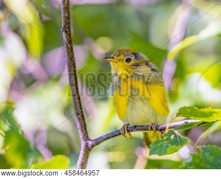 Juveline American Yellow Warbler Perched On A Tree