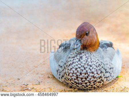 Australian Wood Duck Sitting Nice And Plump