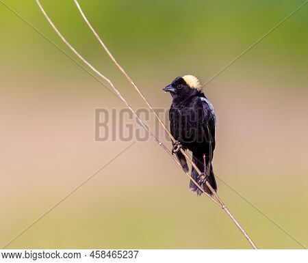 Bobolink Perched On Tall Grass And Singing His Hearts Out