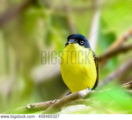 Common Tody Flycatcher Perched On A Tree