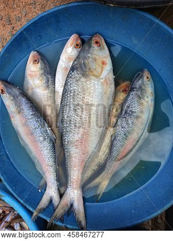 Big Ilisi Fish In A Pot Hilsa Elongata Tenulosa Ilisha For Sale