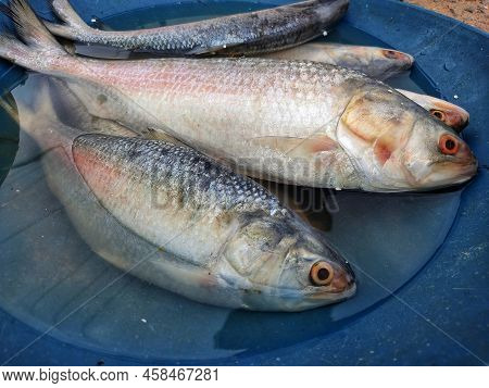 Big Ilisi Fish In A Pot Hilsa Elongata Tenulosa Ilisha For Sale