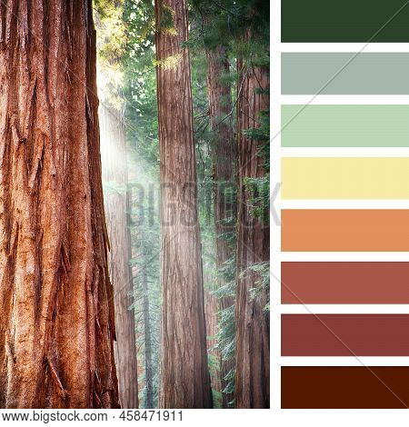 Early Morning Sunlight In The Sequoias Of Mariposa Grove, Yosemite National Park, California, Usa, I