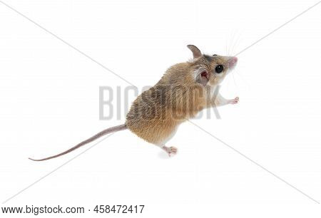 Small Cute Spiny Mouse On White Background