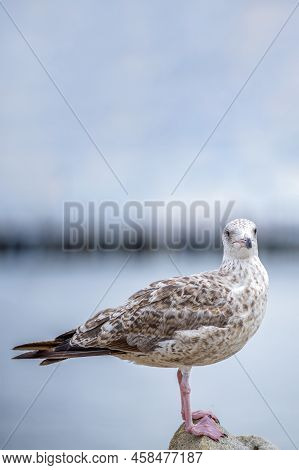 The Seagull Is Standing On A Stone. European Herring Gull, Larus Argentatus. Close-up Of A Seagull S