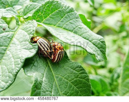 Destruction Of The Potato Crop By The Colorado Potato Beetle In The Natural Environment