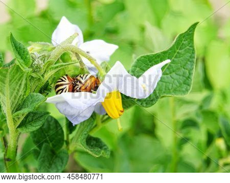 Destruction Of The Potato Crop By The Colorado Potato Beetle In The Natural Environment