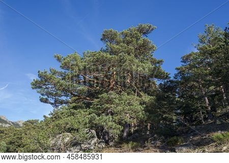 Scots Pine Forest In Fuenfria Valley, Municipality Of Cercedilla, Province Of Madrid, Spain