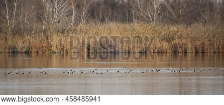 Water Birds In The Velilla Lagoon. This Wetland Is Located In The Municipality Of Velilla De San Ant
