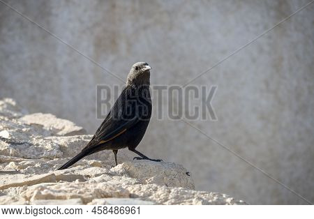 Tristram\'s Starling - Siting At Ruins Of Masada, Israel