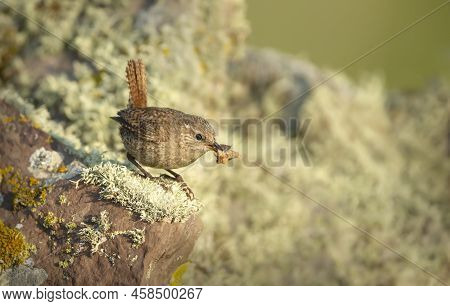 Shetland Wren Perched On A Mossy Stone With An Insect In The Beak, Shetland Islands.