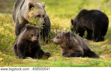 Close Up Of Female Eurasian Brown Bear (ursos Arctos) And Her Cubs In Boreal Forest, Finland.
