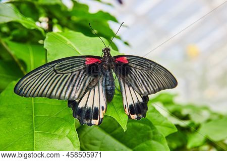 Beautiful Great Morman Swallowtail Butterfly Resting In Gardens