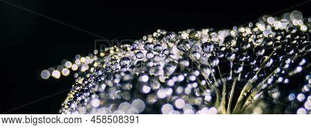 Beautiful Dew Drops On Dandelion Seed Macro. Macro Soft Dark Background. Water Drops On Parachutes D