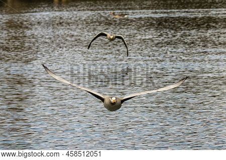 The Bar-headed Goose Flying Over A Lake At Munich. Anser Indicus Breeds In Central Asia In Colonies 