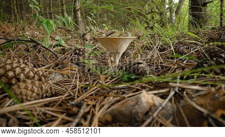 Talking Giant Mushroom. A Species Of Mushrooms Belonging To The Genus Govorushka Of The Ryadovkovye 