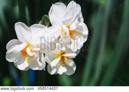 White Flowers Of Beautiful Daffodils Erlicheer On A Green Background