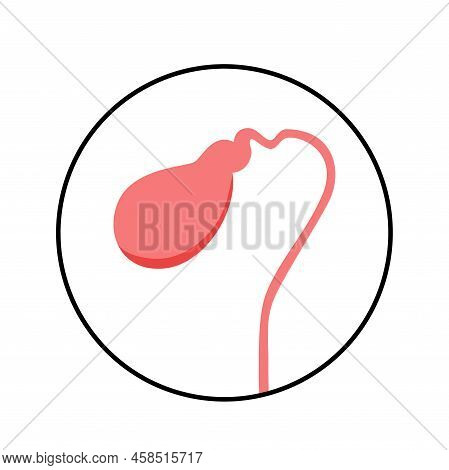 Gallbladder Anatomical Poster Or Banner For Education. Scheme Of Biliary Ducts. Part Of The Digestiv