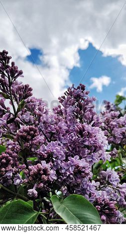 Lilac Branches On A Background Of Blue Sky. Flowering Bush. Blue Sky. Pink Lilac. Summer. Vertical P