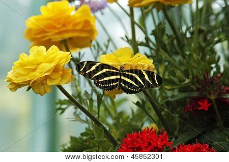 Zebra Longwing motýl