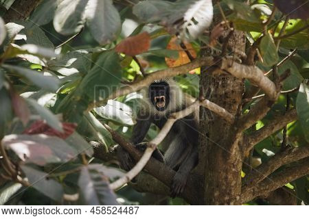 Angry Adult Macaque Monkey Semnopithecus Priam Thersites Or Tufted Gray Langur Endemic Of Sri Lanka 