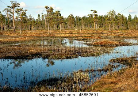 Swedish Swamp