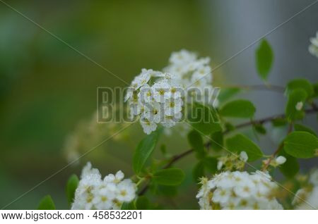 Spiraea Or Spirea Commonly Known As Meadowsweets Or Steeplebushes Close Up