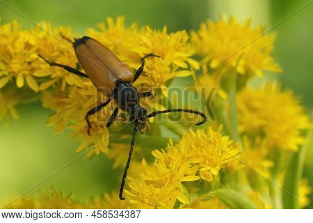 Closeup On A Tawny Longhorn Beetle, Paracorymbia Fulva, Sitting On A Yellow Goldenrod Flower, Solida