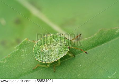 Closeup On The Common Green Shieldbug, Palomena Prasina Sitting On A Green Leaf In The Garden
