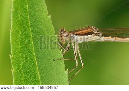 Detailed Closeup On A Female Common Winter Damselfly, Sympecma Fusca Sitting In The Vegetation In Th