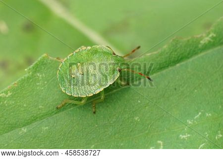 Closeup On The Common Green Shieldbug, Palomena Prasina Sitting On A Green Leaf In The Garden
