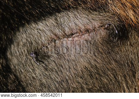 The Concept Of Pet Treatment. Postoperative Suture On Side Of German Shepherd. Dog After Surgery In