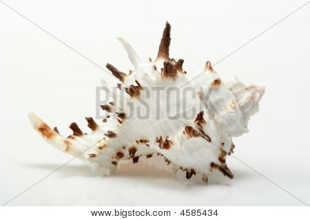 Beautiful Seashell On White Background