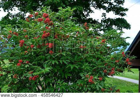 Red Berry, Grows In Deciduous And Coniferous Forests, On Scrubby Slopes, In Ravines And In Meadows. 