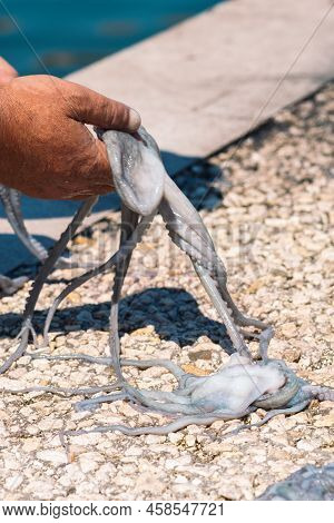 Fisherman Slamming And Softening With Hand A Big Raw Fresh Octopus On The Pier Of The Port Of Bari, 