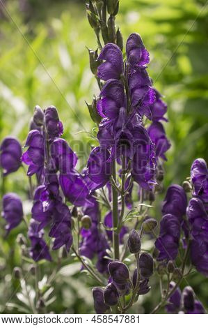 Aconitum Napellus, Monk`s-hood, Aconite Or Wolfsbane, Plant Aconitum Of The Family Ranunculaceae.